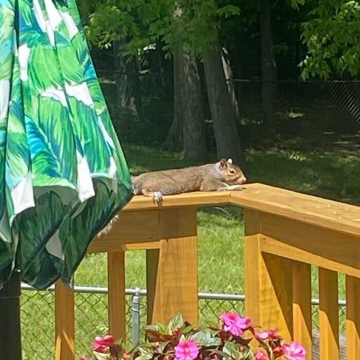 Now Taking Appointments For Shannon’s Tanning Salon For Squirrels. Our Rates Are Quite Reasonable