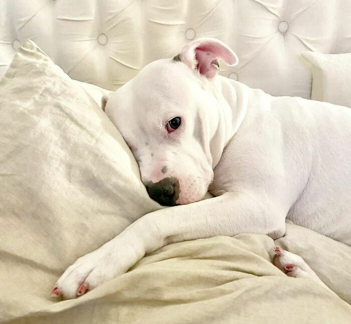 Tuesday Feels. Who Else Loves Their Hooman’s Pillows?⁣⁣⁣ ⁣⁣⁣⁣⁣⁣⁣⁣ 