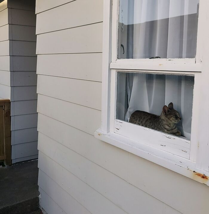 This Is My House. I Do Not Have A Cat