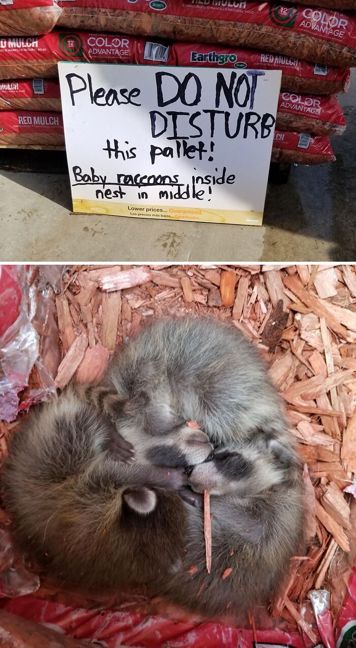 Trash Pandas Found At Work