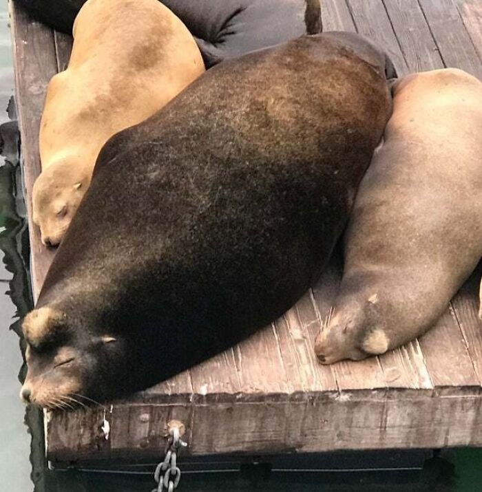 My First Trip To San Francisco Is Complete! I Saw My First Sea Lion