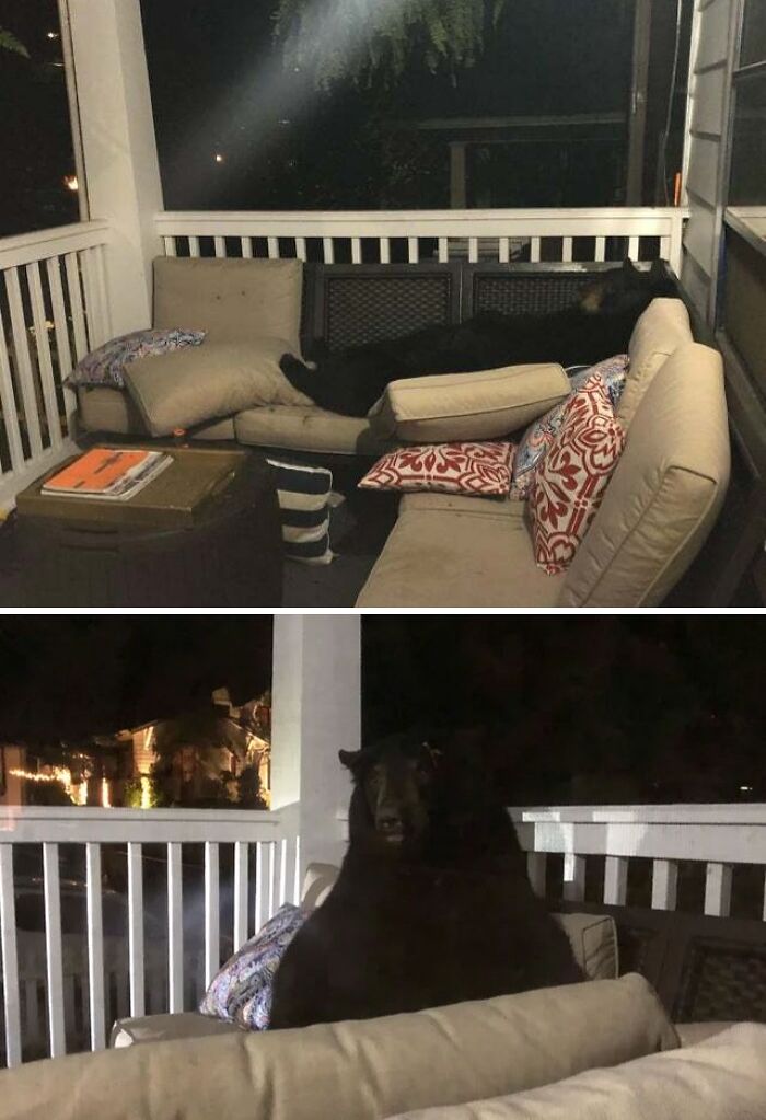 I Think I Have A New Roommate