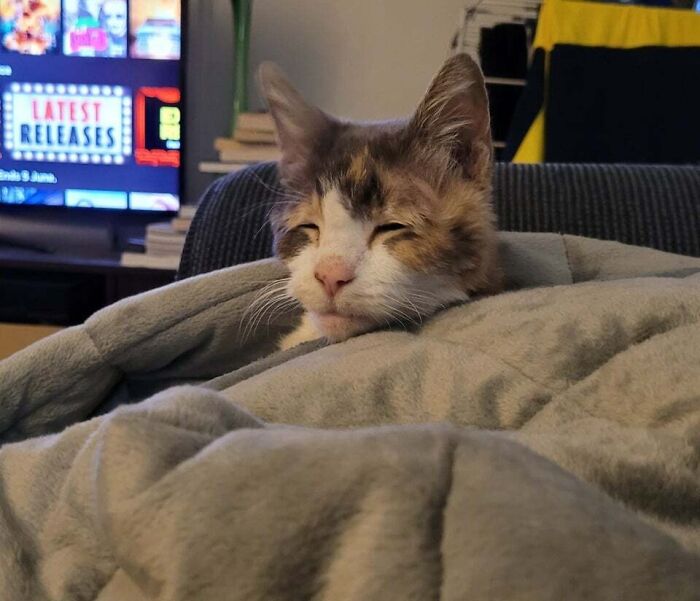 My Cat Has Emerged From My Weighted Blanket And Doesn't Know When Or Where She Is