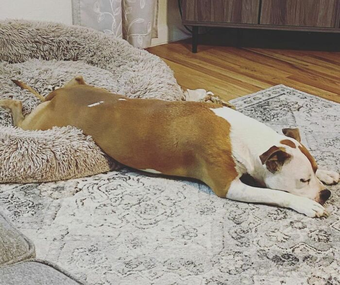 When You Have A Ruff Day