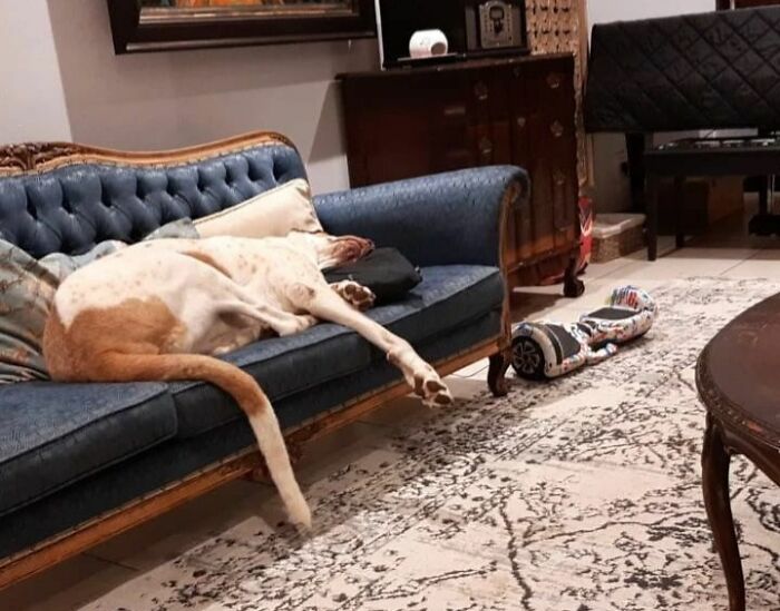 When Mommy's Away The Dogs Will Play