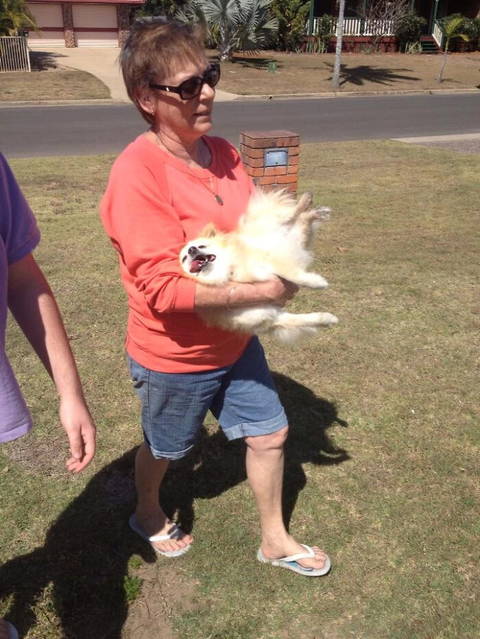 Our Dog After He Gets Too Lazy Halfway Through A Walk