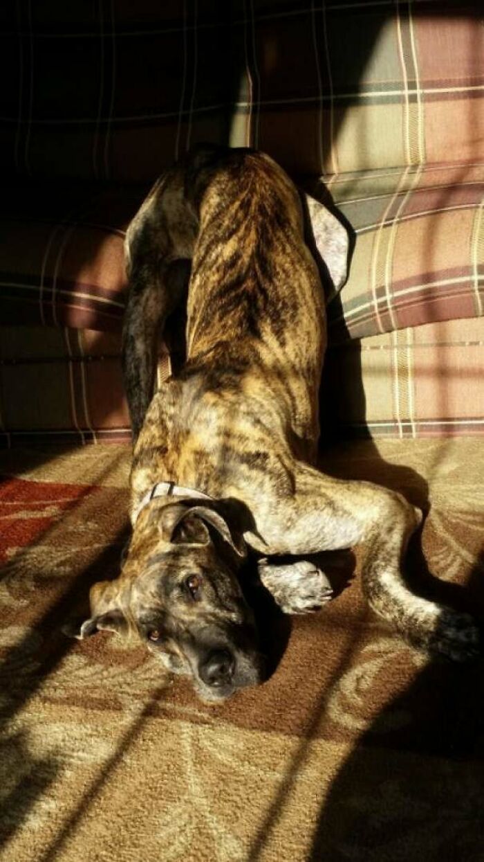 Great Danes Are Lazy