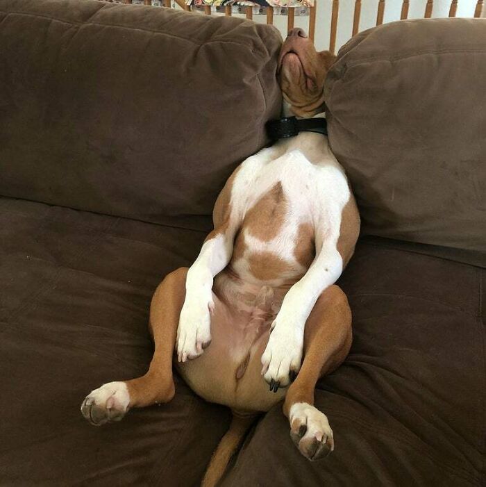 My Pupper Got Stuck Between The Cushions And Was Too Lazy To Get Out