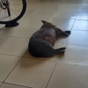 Ariadna Sequeira Hargrave