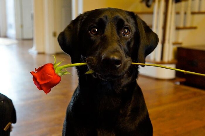 She Wants To Know If You'll Be Her Valentine