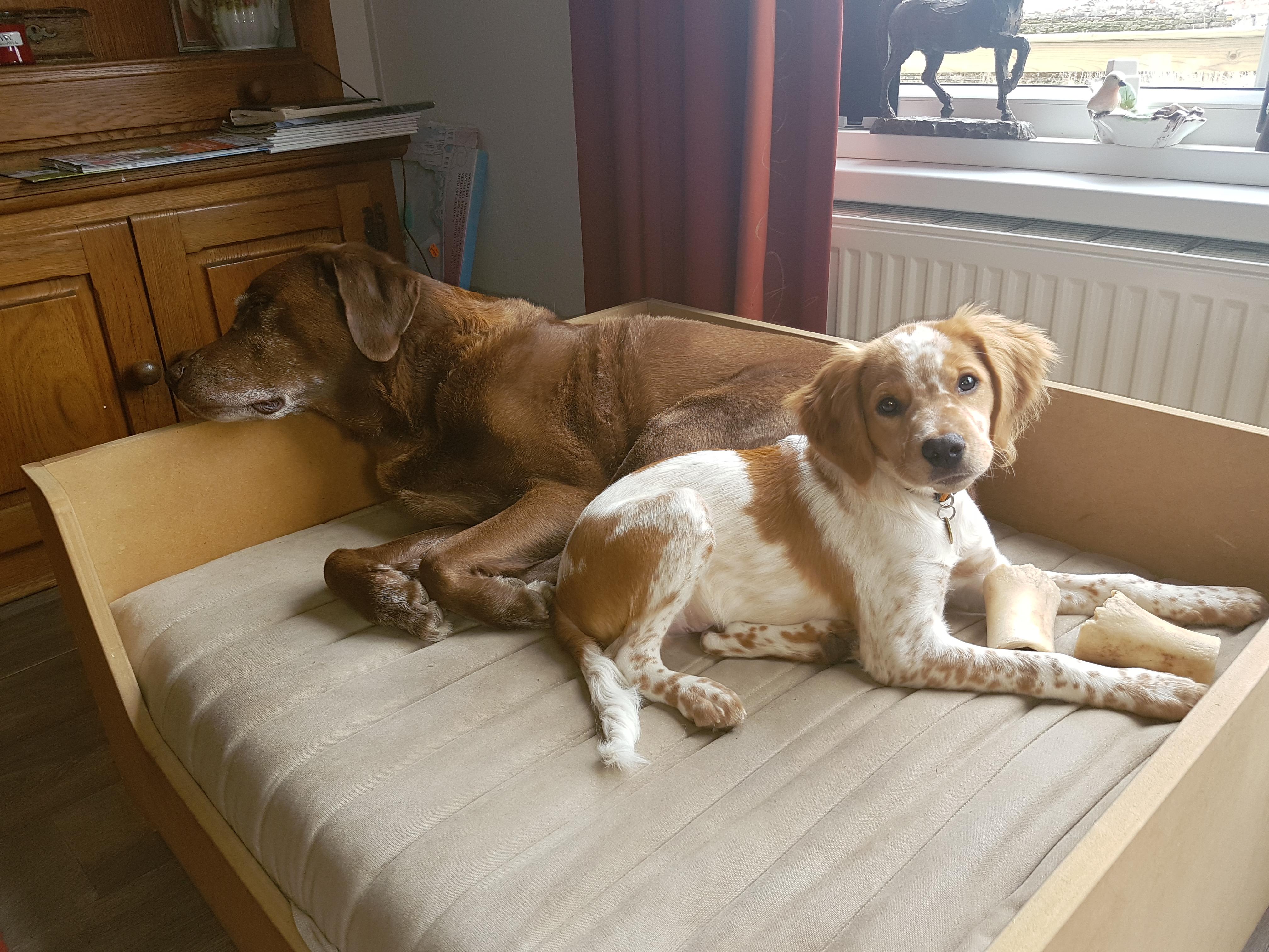 Hey Pandas, Show A Picture Of You´re Pets