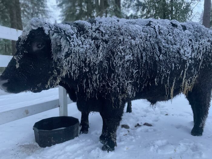 My 2500 Lbs+ Pet Steer Enjoying The Freezing Rain
