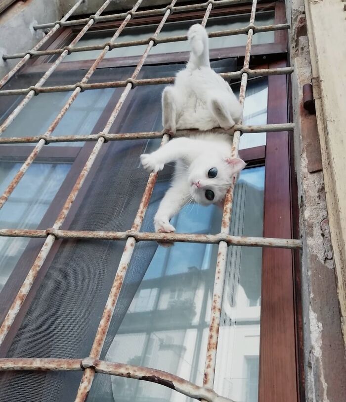 In Memory And Appreciation Of My Blind Cat Who Passed Away A Few Months Ago, Ice