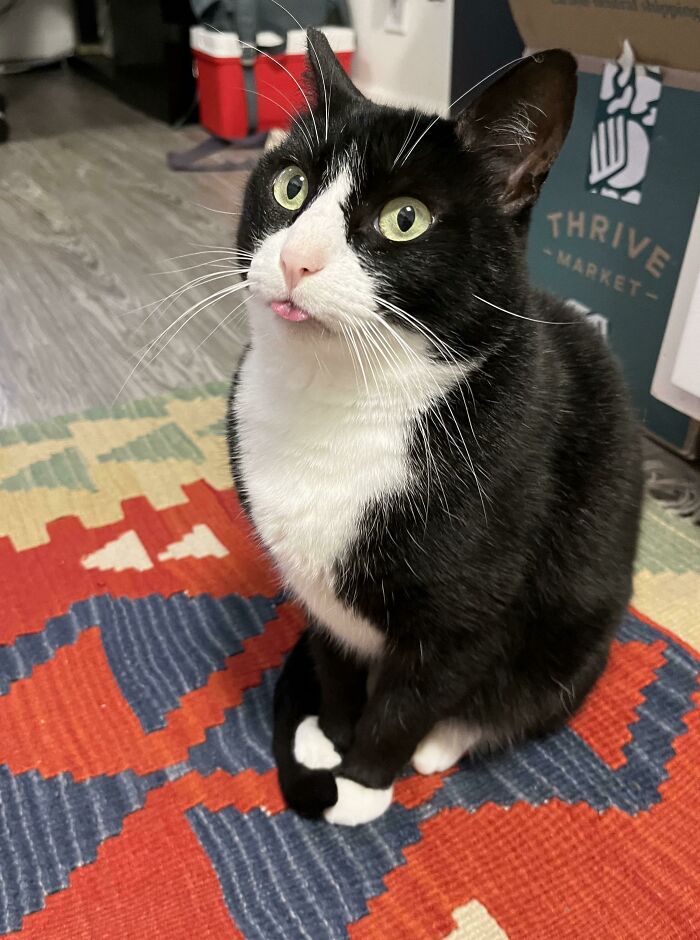 My Occasionally Derpy Boy, Hank. Looked Back At Him While Washing A Dish, And See This