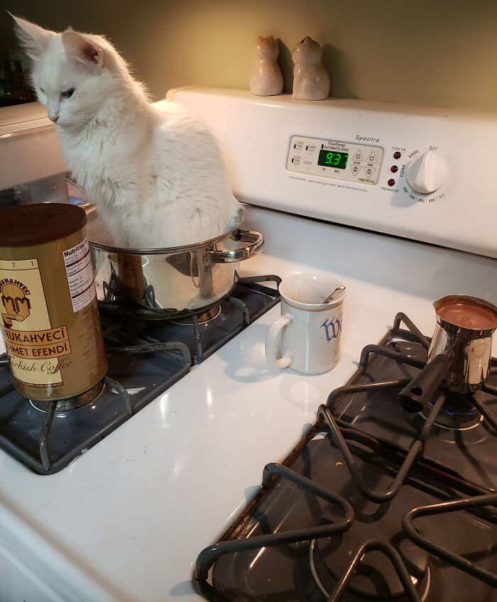 Dinner Is Probably Not Going To Taste Great