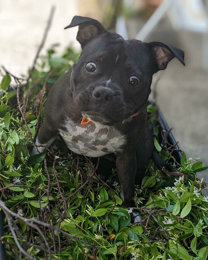 Her Name Is Petal. She's A Bit Special