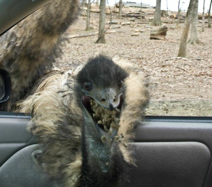 My Boyfriend And I Went To A Drive-Through Safari Type Thing, And Learned That Ostriches Are Terrifying