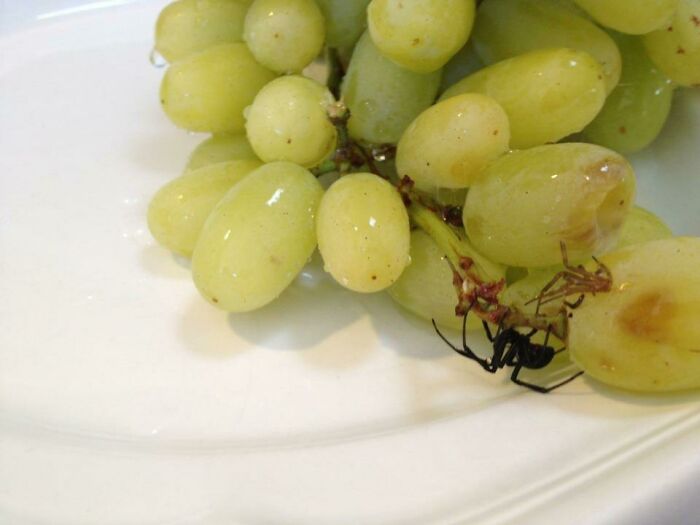 Our Grapes Came With A Black Widow And Her Dead Mate