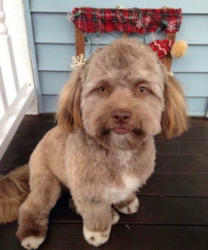 Cursed Dog
