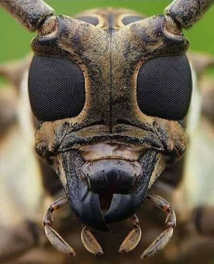 Bee Close Up