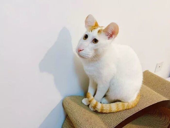 The Panorama Made This Cat Looks Like A Mouse