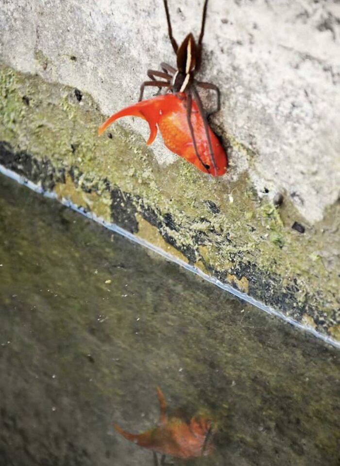 Spider Carrying Out Goldfish From Pond