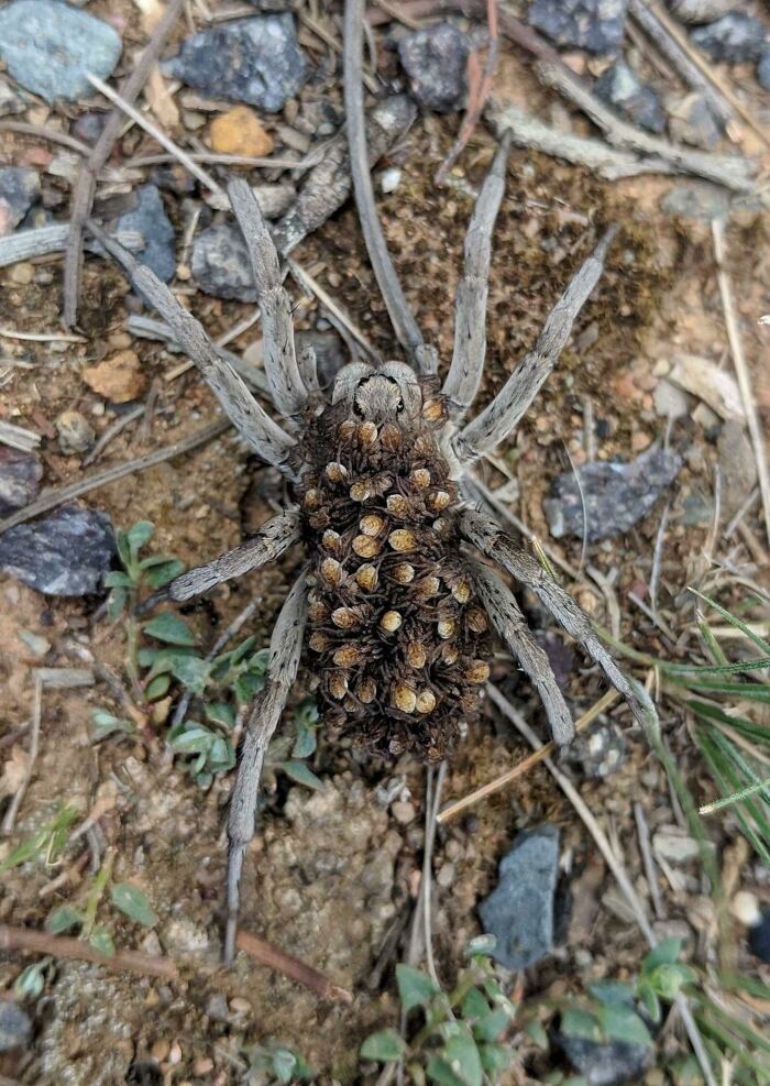 This Mother Wolf Spider And Its Babies