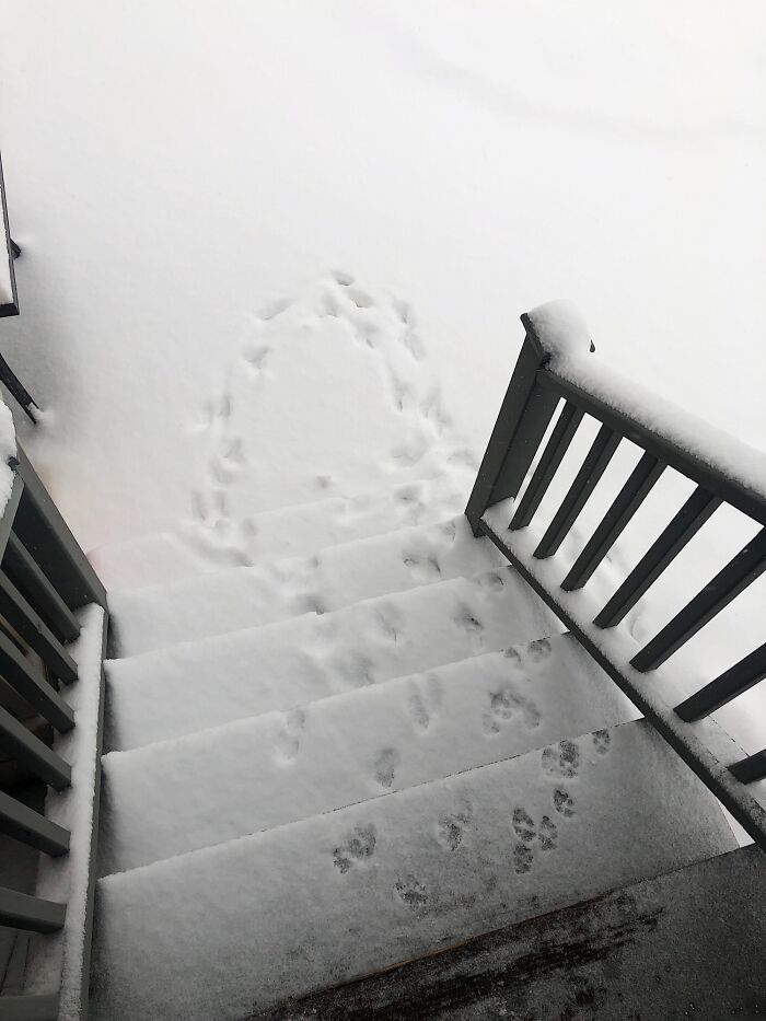 My Dog Was Not Feeling The Snow Today