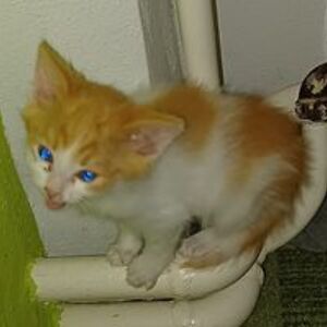 samtheoniisan avatar