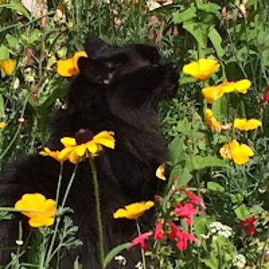 martharoberts avatar