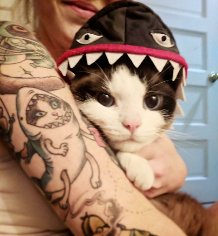 Cat wearing a shark hat next to an arm with funny tattoos, featuring a cat-shark design.