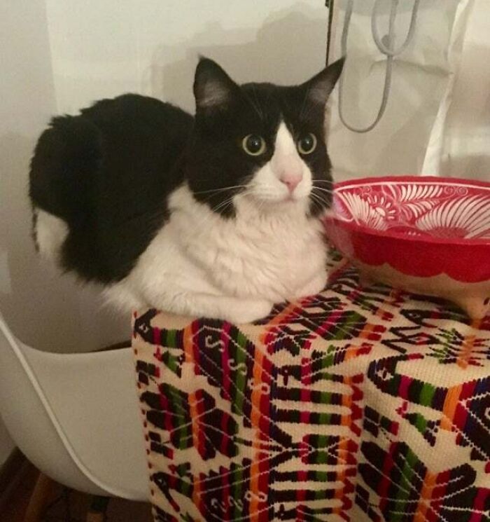 My Cat Defying Gravity