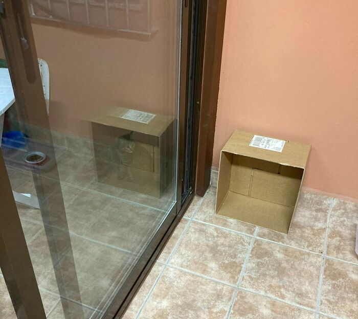 Hi. It’s My Cat. His Name Is Timoteo