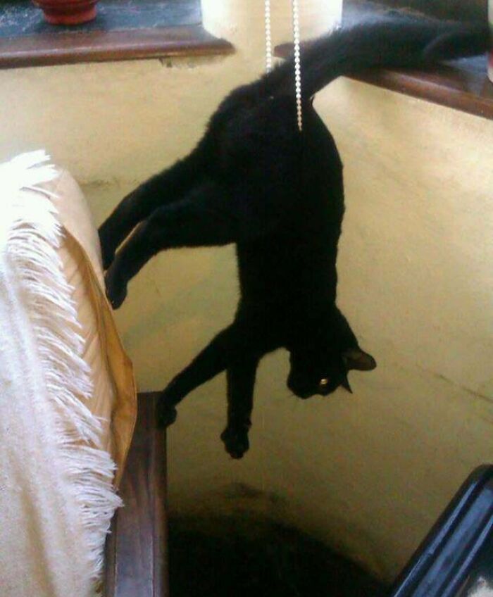 My Cat Didn't Even Make It To The Blinds But He Was Excited To See My Wife Come Home