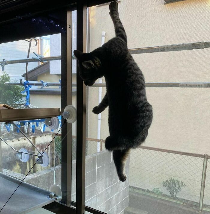 Escape Attempt Number 103