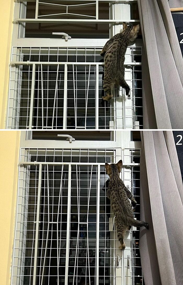 I'm All Good Climbing Frames