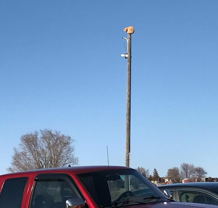 My Cat Got Stuck Today