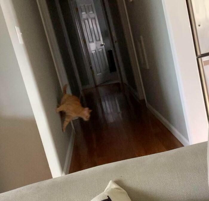 My Cat Has Become Spider-Man