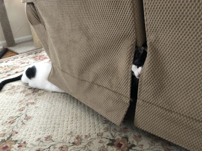 Something Is Wrong With My Cat