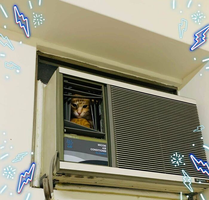 Cats Not Affected By Gravity 