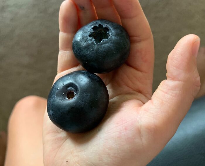 These Huge Blueberries I Found