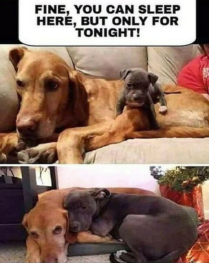 The Resignation In The Second Photo Gets Me