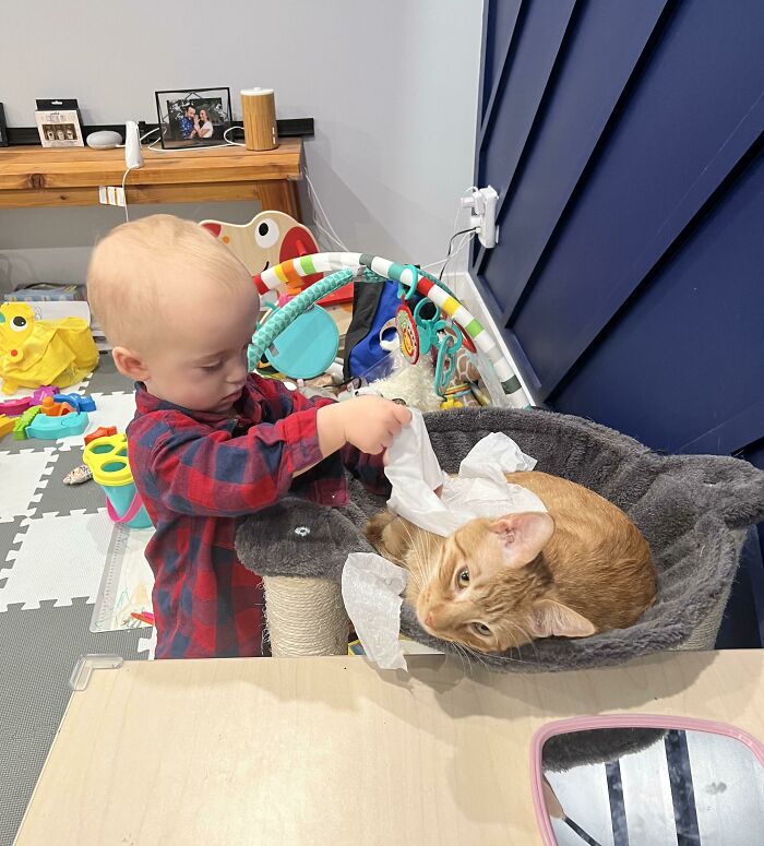 My Cat Understands He’s A Kleenex Holder Now