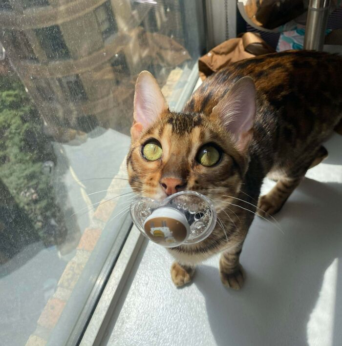 We Got Cash A Pacifier As A Kitten (To Train Him Not To Chew On Hands)