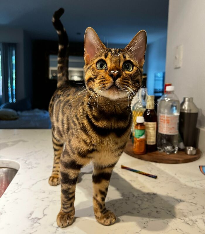 Valentine Aka Mr Yogurt Face Says Good Afternoon!