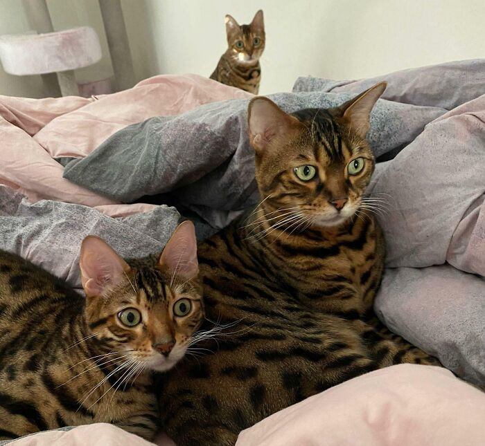 The Other One Bites The Human