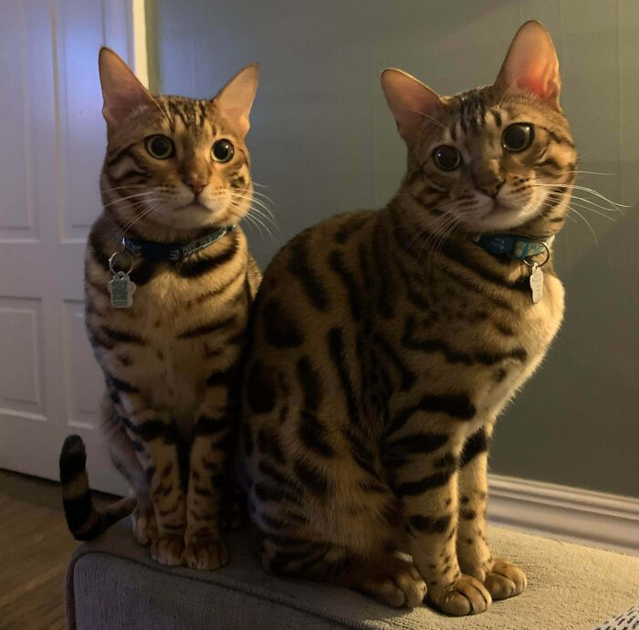 “Why Is There A Puppy In Our House”