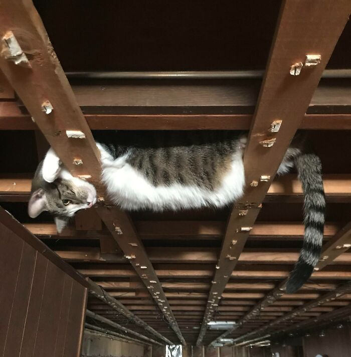 I’m Remodeling My Basement And All The Ceiling Tiles Were Just Removed. I Found My Cat Like This