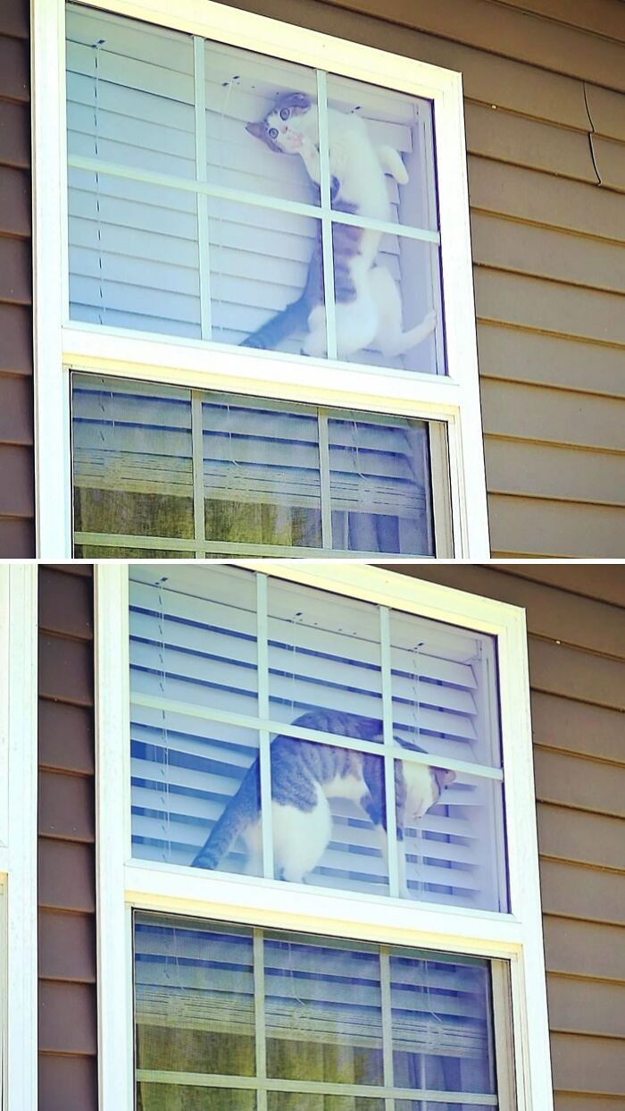 Um, I'm Gonna Need Somebody To Open This Window And Let Me Outside! Thanks