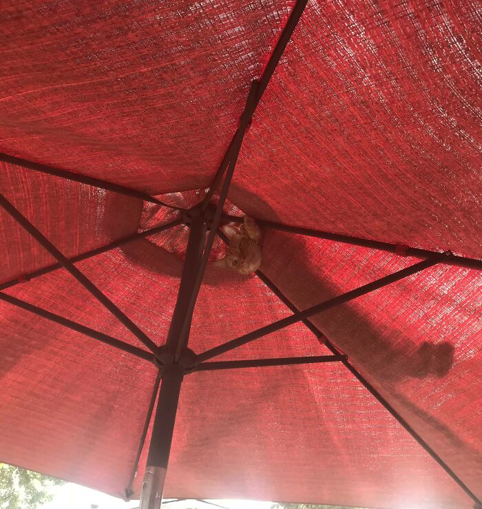 Umbrella Cat Is Watching You